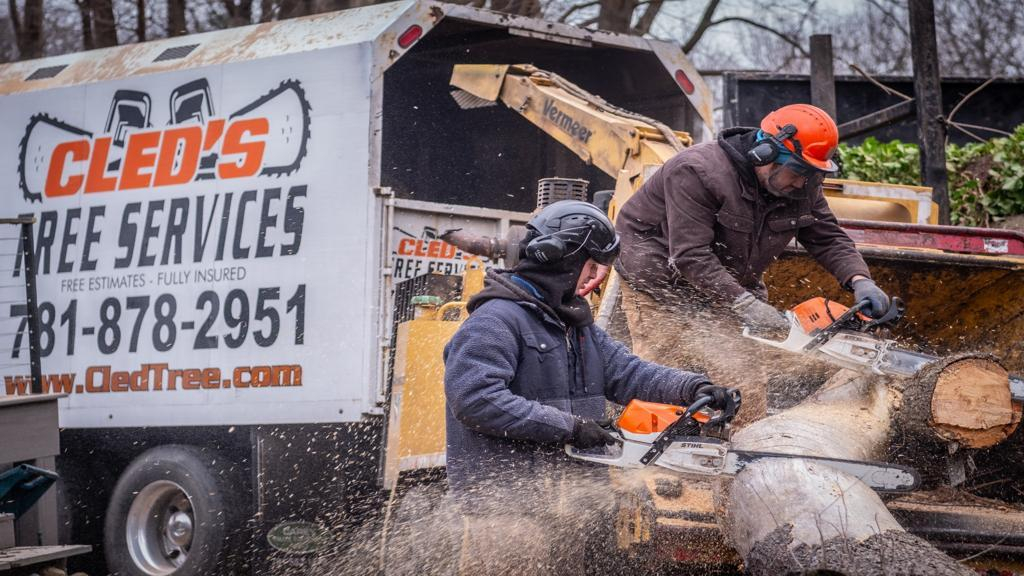 Cover photo of Cleds Tree Services